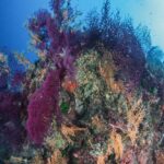 Presentazione Progetto Underwater_Pro_Tour Isola del Giglio 2021-22_it_ver-0002_Pagina_4_Immagine_0001