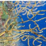 underwater_pro_tour151121_4_1636999879