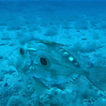 sanpietro1